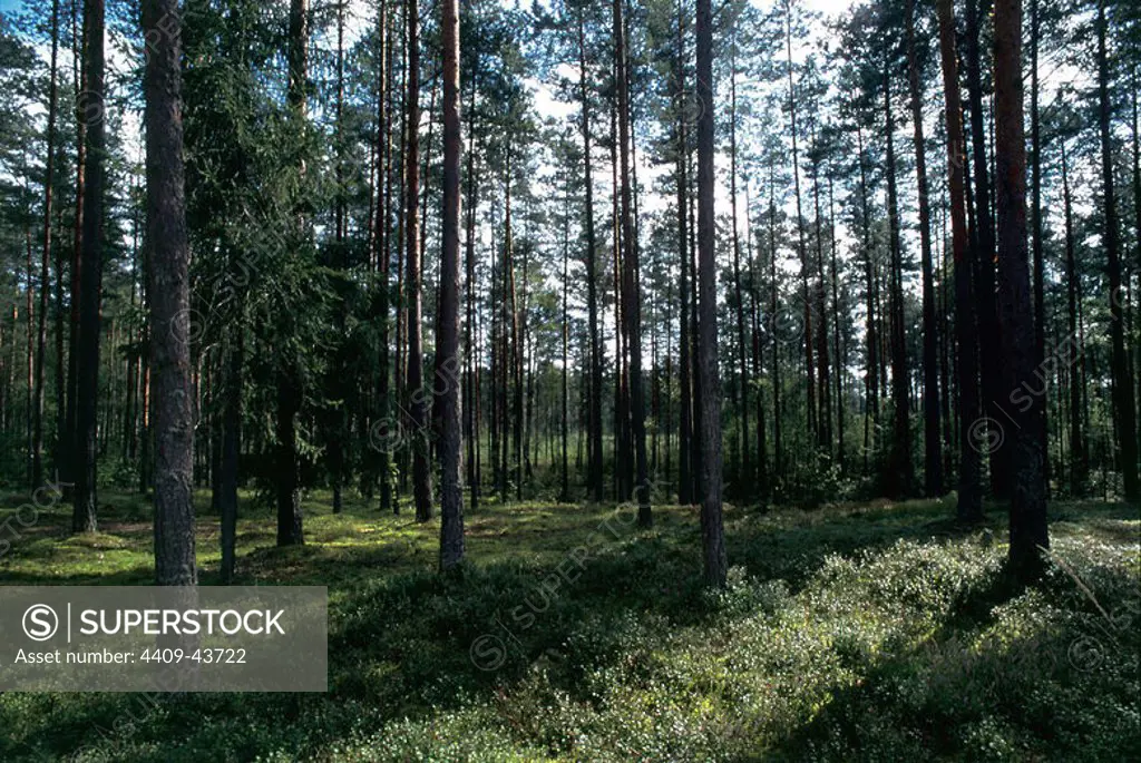 Latvia. Forest. Interior. Latgate region.