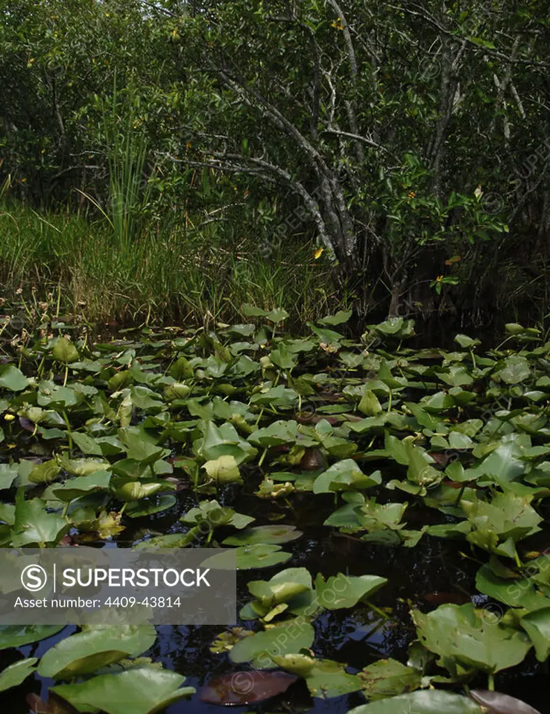 United States. Everglades National Park. Florida.