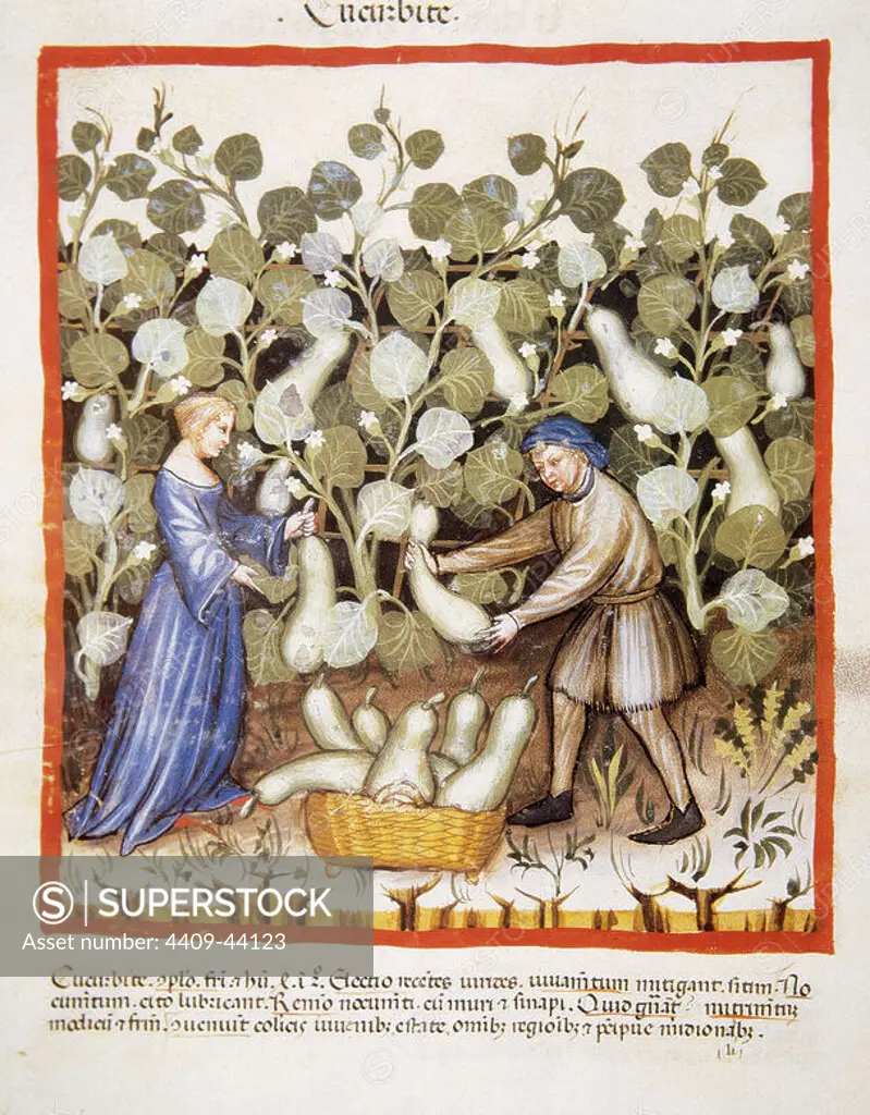 Tacuinum Sanitatis. Medieval Health Handbook, dated before 1400, based on observations of medical order detailing the most important aspects of food, beverages and clothing. Farmers harvesting pumpkins. Miniature. Folio 22v.