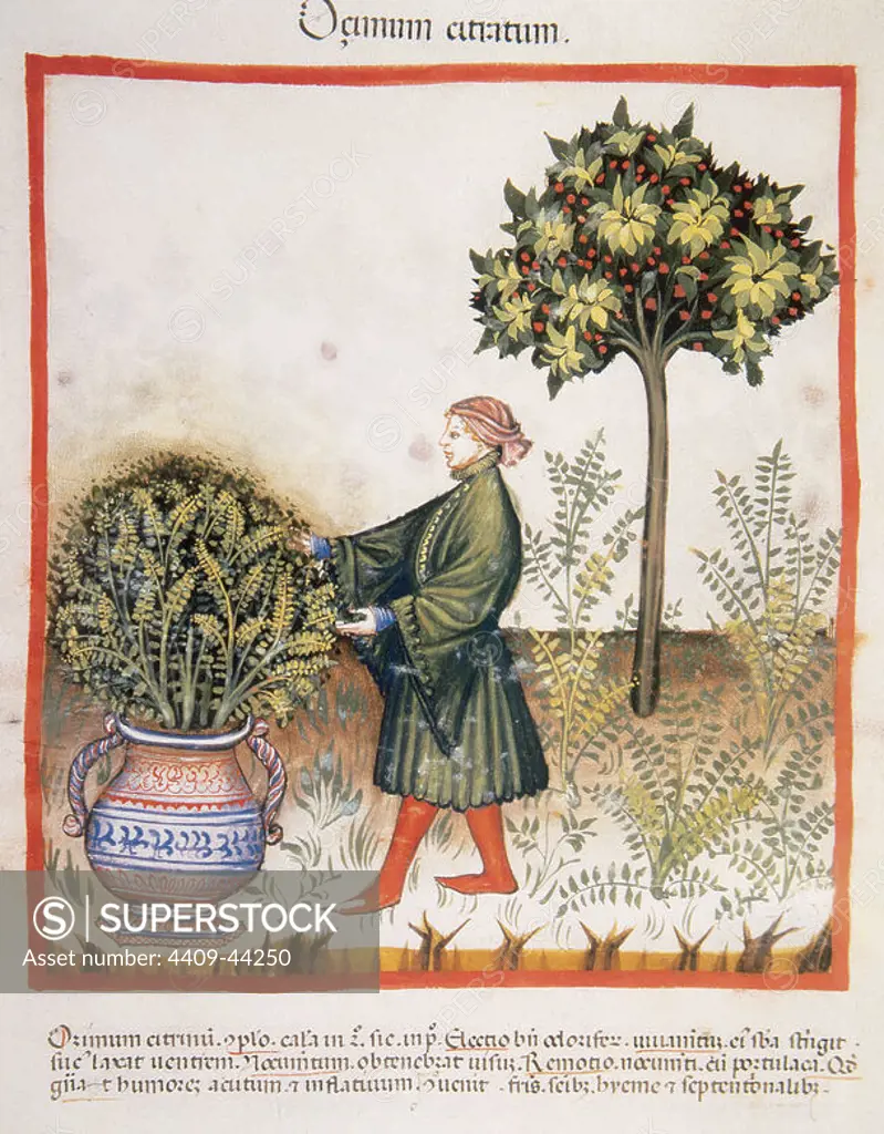 Tacuinum Sanitatis. Medieval Health Handbook, dated before 1400, based on observations of medical order detailing the most important aspects of food, beverages and clothing. Man picking basil. Miniature. Fol. 31r.