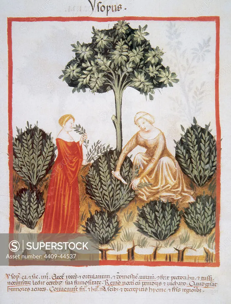 Tacuinum Sanitatis. Medieval Health Handbook, dated before 1400, based on observations of medical order detailing the most important aspects of food, beverages and clothing. Women picking hyssop. Miniature. Fol. 33r.