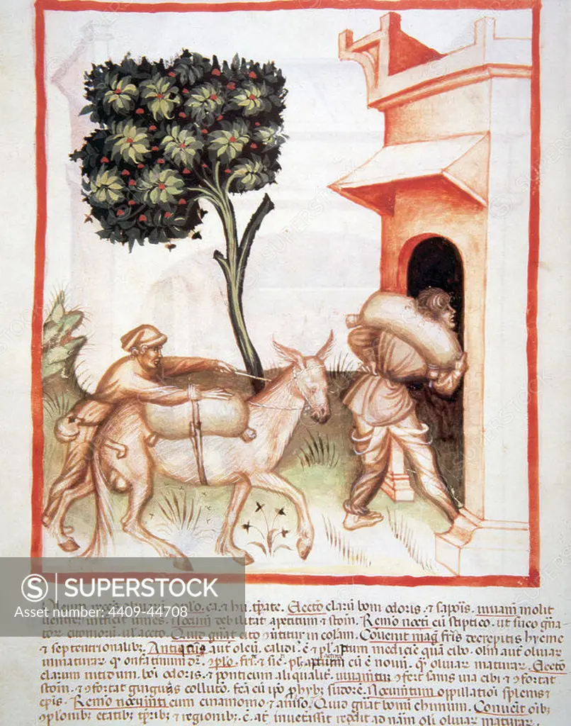 Tacuinum Sanitatis. 14th century. Medieval handbook of health. Farmers carrying sacks of olives into the mill. Folio 91v.