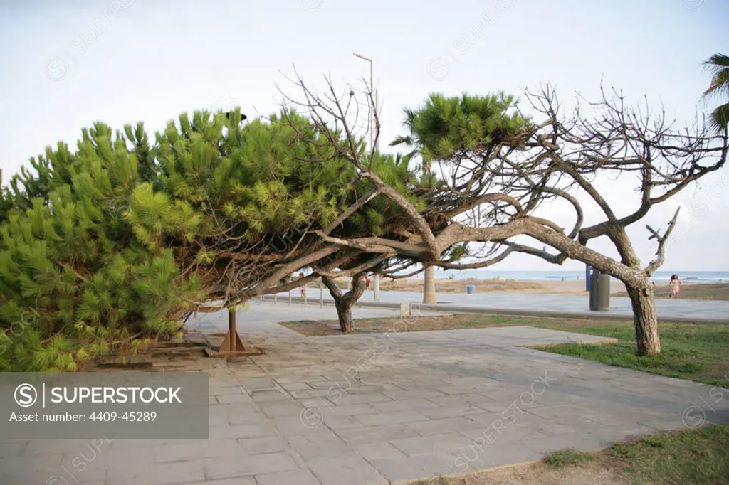 Pine bent by the wind on the seafront promenade. Castelldefels. Catalonia. Spain.