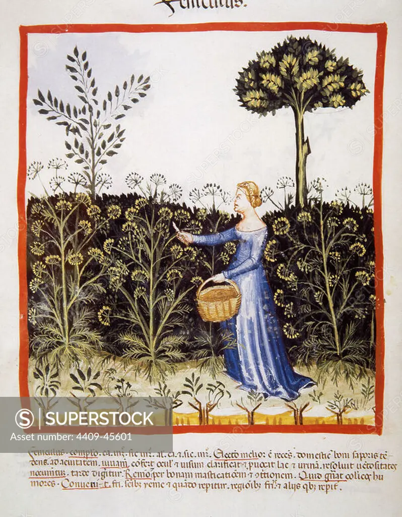 Tacuinum Sanitatis. Medieval Health Handbook, dated before 1400, based on observations of medical order detailing the most important aspects of food, beverages and clothing. Peasant picking fennel. Miniature. Folio 41v.