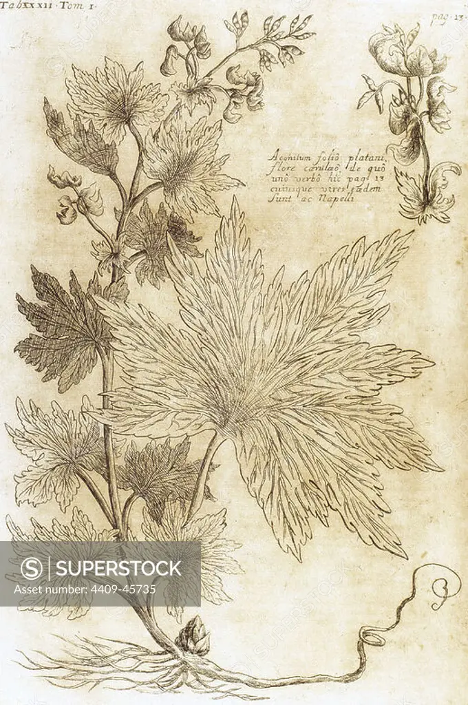Aconitum. Seventeenth-century engraving in "Bibliotheca Pharmaceutica-Medica" by J. Jacobi Mangeti. Published in Genoa. Italy. Engraving.