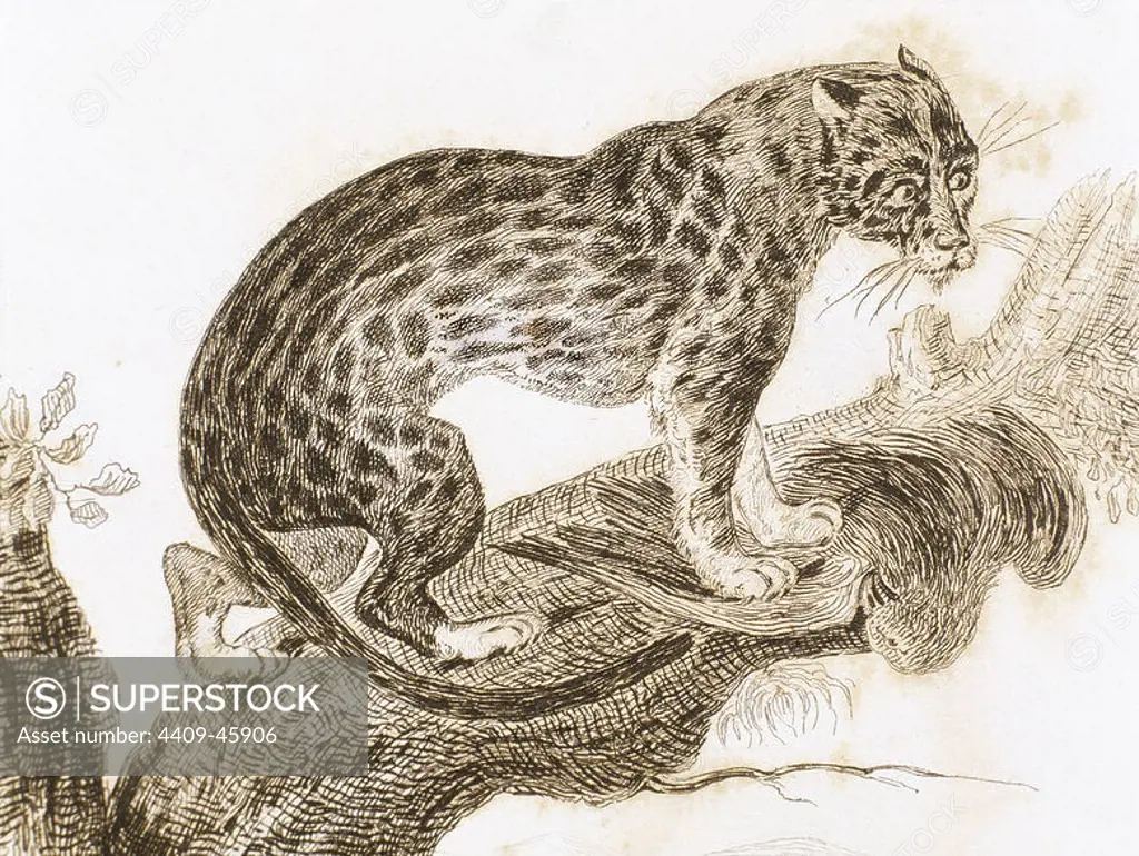 Ocelot. Live in South America. Engraving 1841.