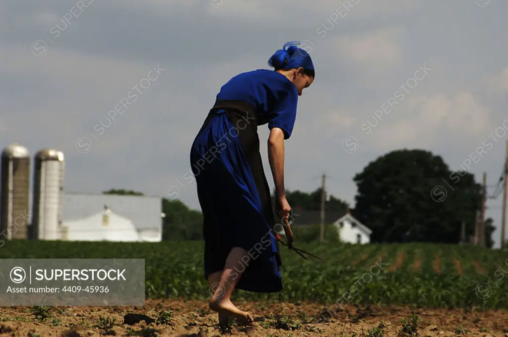 Amish woman doing farm works. Lancaster County. United States.