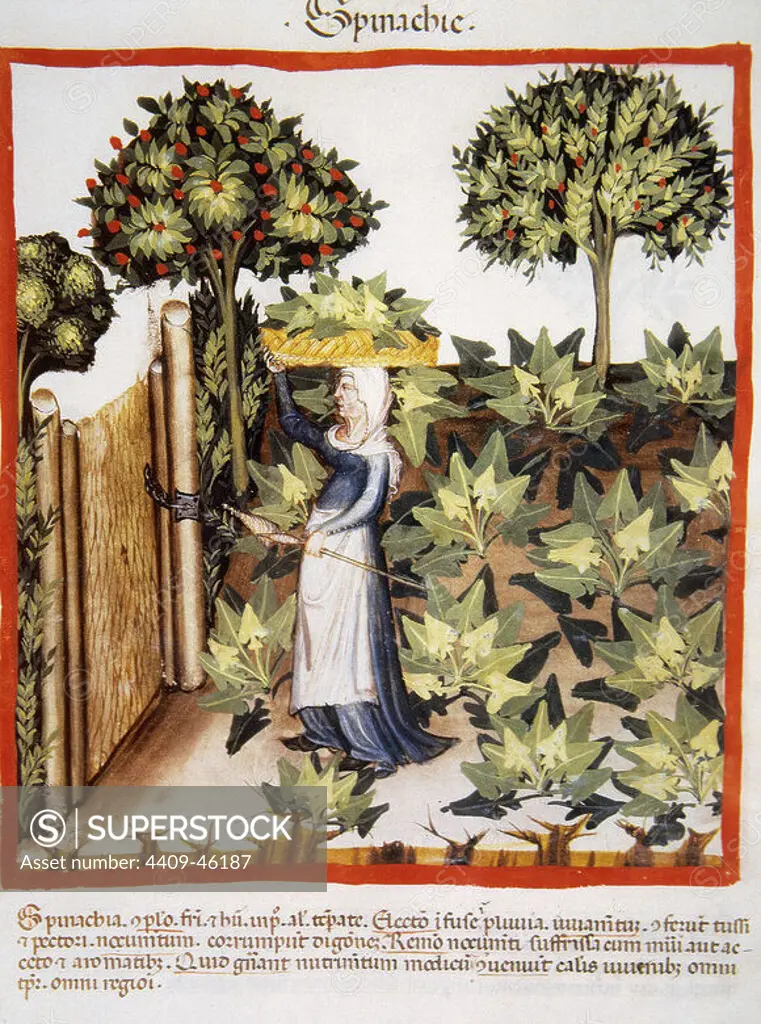 Tacuinum Sanitatis. Medieval Health Handbook, dated before 1400, based on observations of medical order detailing the most important aspects of food, beverages and clothing. Farmer in her orchard with a basket of spinach on her head. Miniature. Folio 27r.