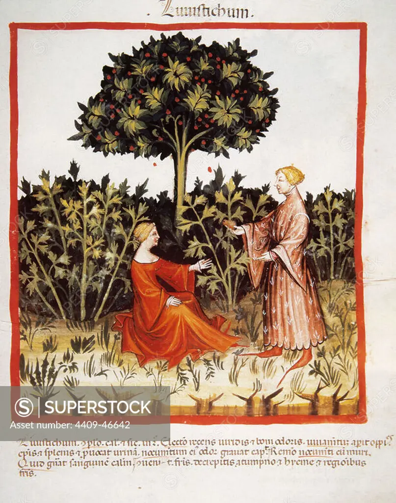 Tacuinum Sanitatis. Medieval Health Handbook, dated before 1400, based on observations of medical order detailing the most important aspects of food, beverages and clothing. Couple with a plantation of wild celery. Miniature. Folio 36r.