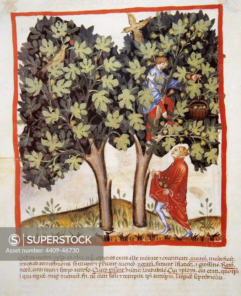Tacuinum Sanitatis. Medieval Health Handbook, dated before 1400, based on observations of medical order detailing the most important aspects of food, beverages and clothing. Picking figs. Miniature. Folio 4v.