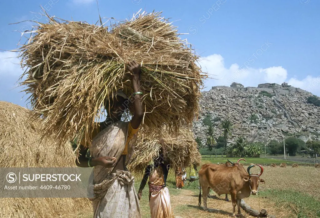 Campesinas hindúes cargando un montón de hierba. Al fondo, la FORTIFICACION DE GINGEE (s. XVI). Alrededores de Tiruvannamalai. Estado de Tamil Nadú. India.