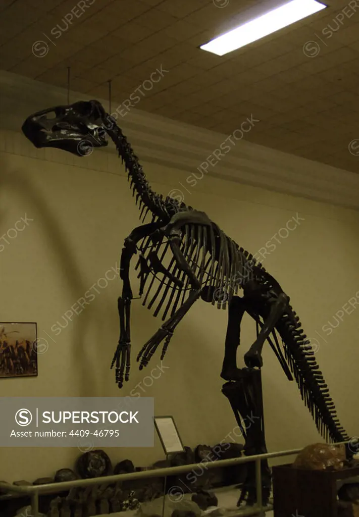 EDMONTOSAURUS REGALIS. Dinosaur species found in the Upper Cretaceous zone of the Hell Creek formation. Outskirts of Watauga (South Dakota). Geology Museum. Rapid City State of South Dakota. U.S.