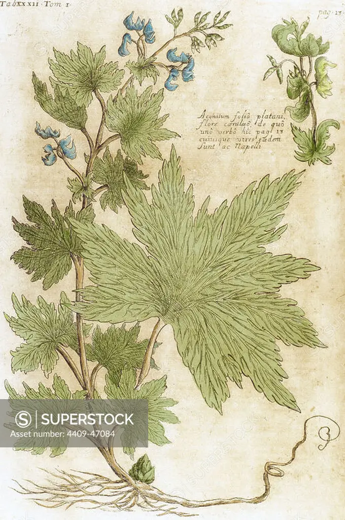 Aconitum. Seventeenth-century engraving in "Bibliotheca Pharmaceutica-Medica" by J. Jacobi Mangeti. Published in Genoa. Italy. Colored engraving.