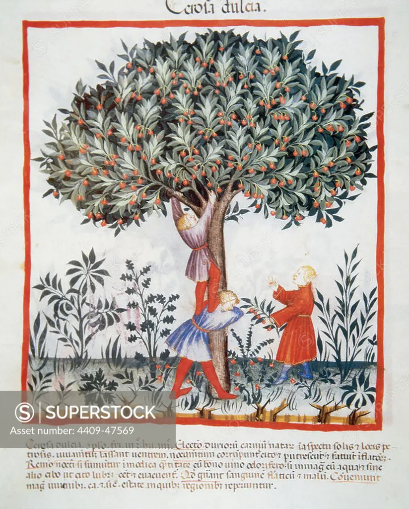 Tacuinum Sanitatis. Medieval Health Handbook, dated before 1400, based on observations of medical order detailing the most important aspects of food, beverages and clothing. Picking sweet cherries. Miniature. Fol 11v.