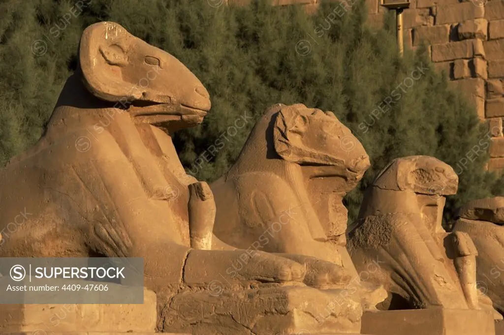 Egyptian Art. Karnak Temple. Avenue of sphinxes with ram's head (symbol of the god Amon). Built during the reign of Ramses II. 19th Dynasty. New Kingdom. Around Luxor. Egypt.