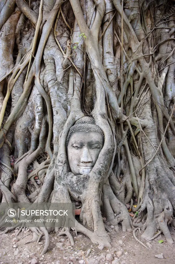 CABEZA de una ESTATUA DE BUDA cubierta por las raíces de un árbol en el TEMPLO DE WAT MAHATHAT. AYUTTHAYA (Patrimonio de la Humanidad). Tailandia.