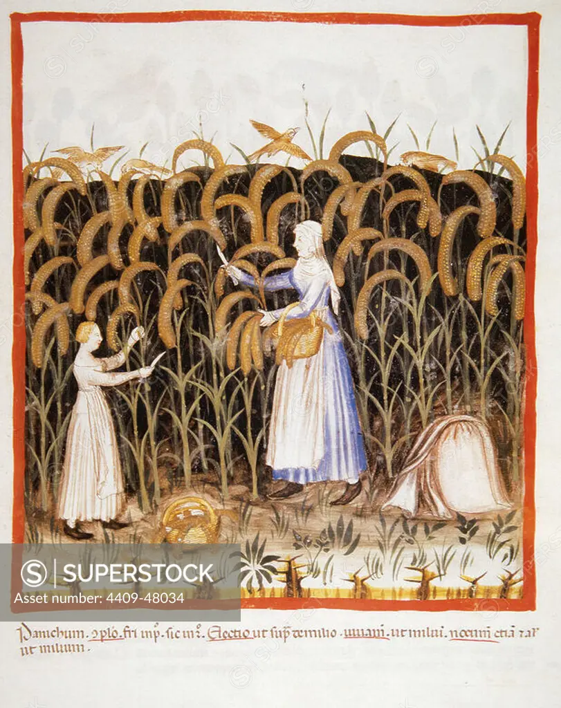 Tacuinum Sanitatis. Medieval Health Handbook, dated before 1400, based on observations of medical order detailing the most important aspects of food, beverages and clothing. Peasant with her daughter gathering ears of maize. Miniature. Folio 48r.