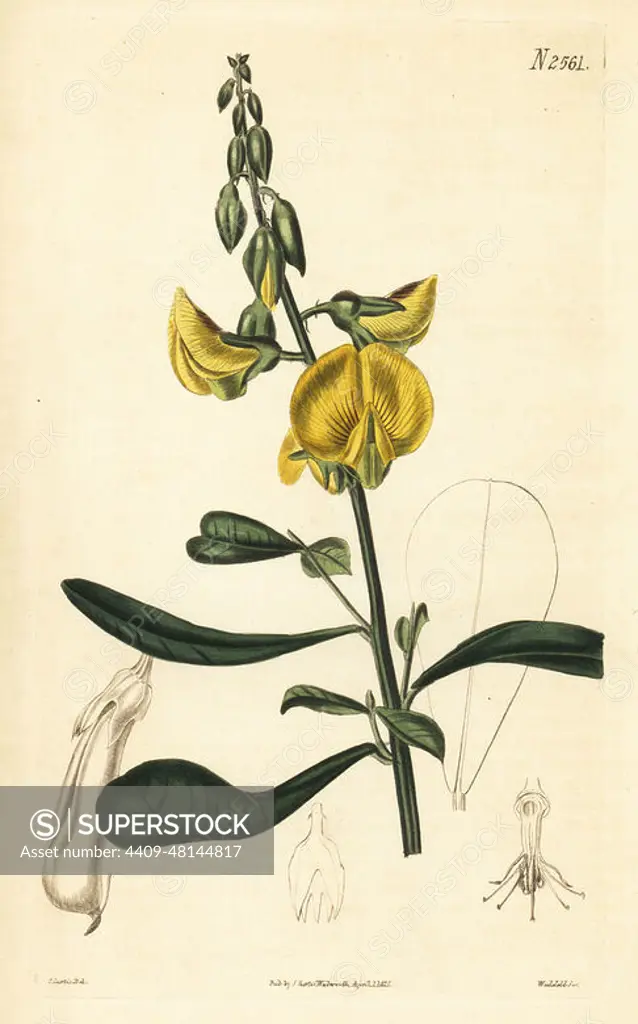 Wedge-leaf rattlepod or wedge-leaved crotalaria, Crotalaria retusa. Native to the East Indies and Mexico, seeds received by James CharlesTateat the Nurseryand Botanic Garden inSloane Street, Chelsea. Handcoloured copperplate engraving by Weddell after a botanical illustration by John Curtis from William Curtis's Botanical Magazine, Samuel Curtis, London, 1825.