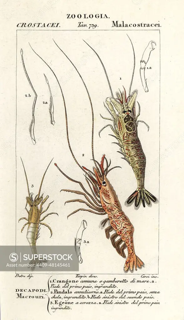 Common shrimp, Crangon crangon 1, pink shrimp, Pandalus montagui 2, and Aegaeon cataphractus 3. Crangone comune, Pandalo annulicorne, Egeone a corazza. Handcoloured copperplate stipple engraving from Antoine Laurent de Jussieu's Dizionario delle Scienze Naturali, Dictionary of Natural Science, Florence, Italy, 1837. Illustration engraved by Corsi, drawn by Jean Gabriel Pretre and directed by Pierre Jean-Francois Turpin, and published by Batelli e Figli. Turpin (1775-1840) is considered one of the greatest French botanical illustrators of the 19th century.