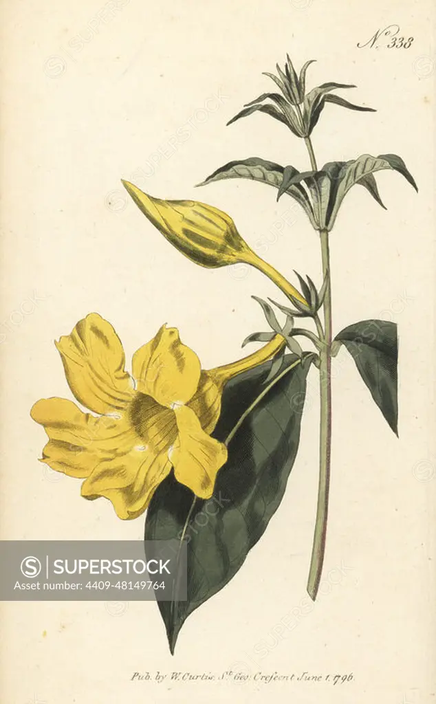 Bush allamanda, Allamanda schottii. Willow-leaved allamanda, Allamanda cathartica. Native to Cayenne and Guyana, introduced by Christian Ludwig, Baron von Hake, in 1785. Handcoloured copperplate engraving after a botanical illustration from William Curtis's Botanical Magazine, Stephen Couchman, London, 1796.