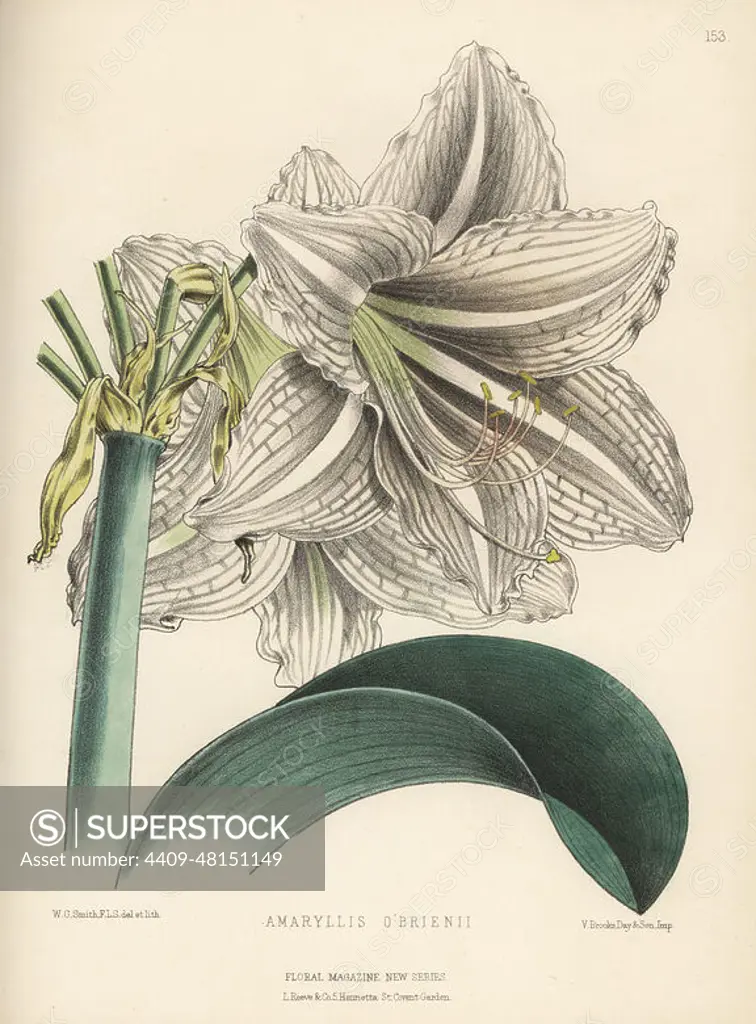 Amaryllis o'brienii. New hybrid of Hippeastrum pardinum and Amaryllis reticulata-striatifolia (Hippeastrum reticulatum) raised by Edward George Henderson and Sons nursery of St. John's Wood. Handcolored botanical illustration drawn and lithographed by Worthington George Smith from Henry Honywood Dombrain's Floral Magazine, New Series, Volume 4, L. Reeve, London, 1875. Lithograph printed by Vincent Brooks, Day & Son.
