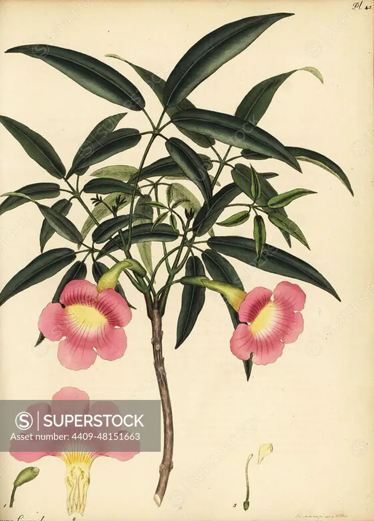 Pink trumpet tree, Tabebuia heterophylla. Oleander-flowered trumpet flower, Bignonia leucoxylon. Copperplate engraving drawn, engraved and hand-coloured by Henry Andrews from his Botanical Register, Volume 1, published in London, 1799.