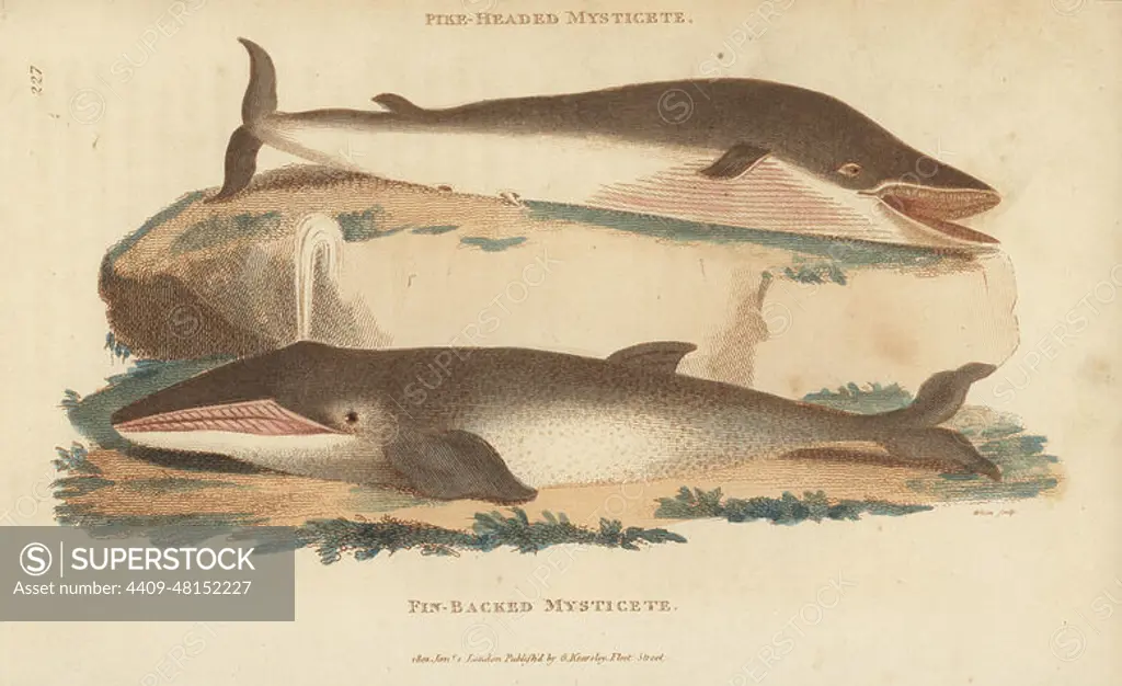Humpback whale, Megaptera novaeangliae, and fin whale, Balaenoptera physalus. Pike-headed mysticete, Balaena boops, and fin-backed mysticete, Balaena physalus. Handcoloured copperplate engraving by White from George Shaws General Zoology: Mammalia, Thomas Davison, London, 1801.