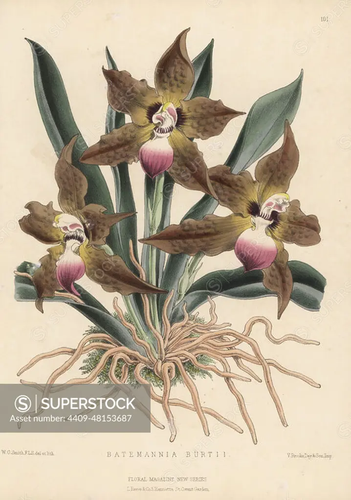 Cat-face orchid, Huntleya burtii. Exhibited by Mr. A. Murrell, gardener to W. B. Home of Winterton, Great Yarmouth. As Batemannia burtii. Handcolored botanical illustration drawn and lithographed by Worthington George Smith from Henry Honywood Dombrain's Floral Magazine, New Series, Volume 3, L. Reeve, London, 1874. Lithograph printed by Vincent Brooks, Day & Son.