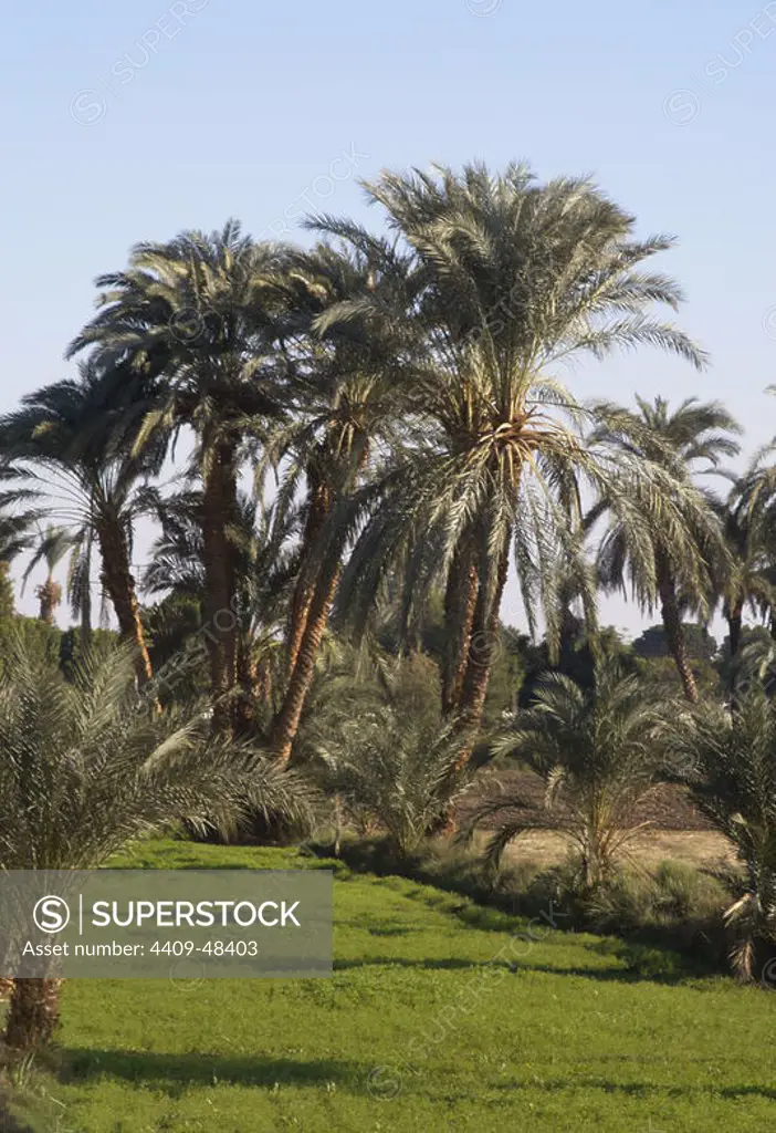 Egypt. Luxor. Agricultural area. First, date palms.
