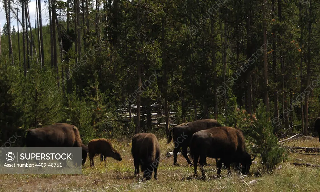 AMERICAN BISON (Bison bison). YELLOWSTONE NATIONAL PARK (World Heritage). U.S.