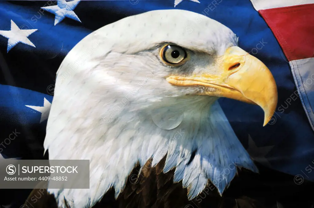 The Bald Eagle. It is the national bird and symbol of the United States of America.