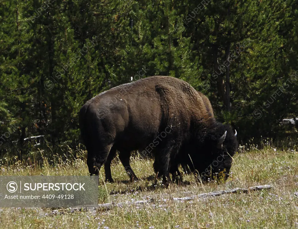 AMERICAN BISON (Bison bison). YELLOWSTONE NATIONAL PARK (World Heritage). U.S.