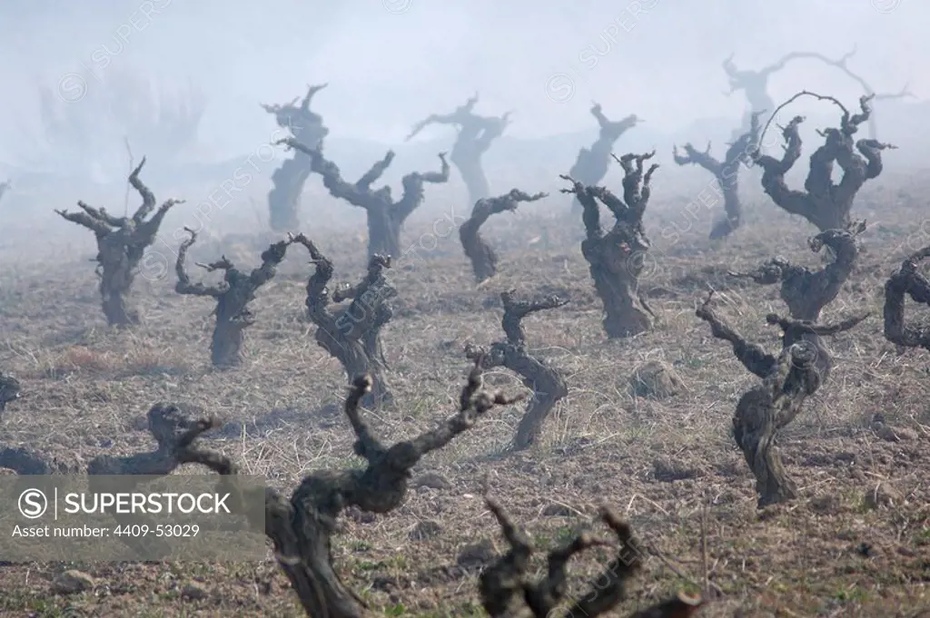 Field of vines. Dtubble burning. Winter. Alt Penedes. Province of Barcelona. Catalonia. Spain.
