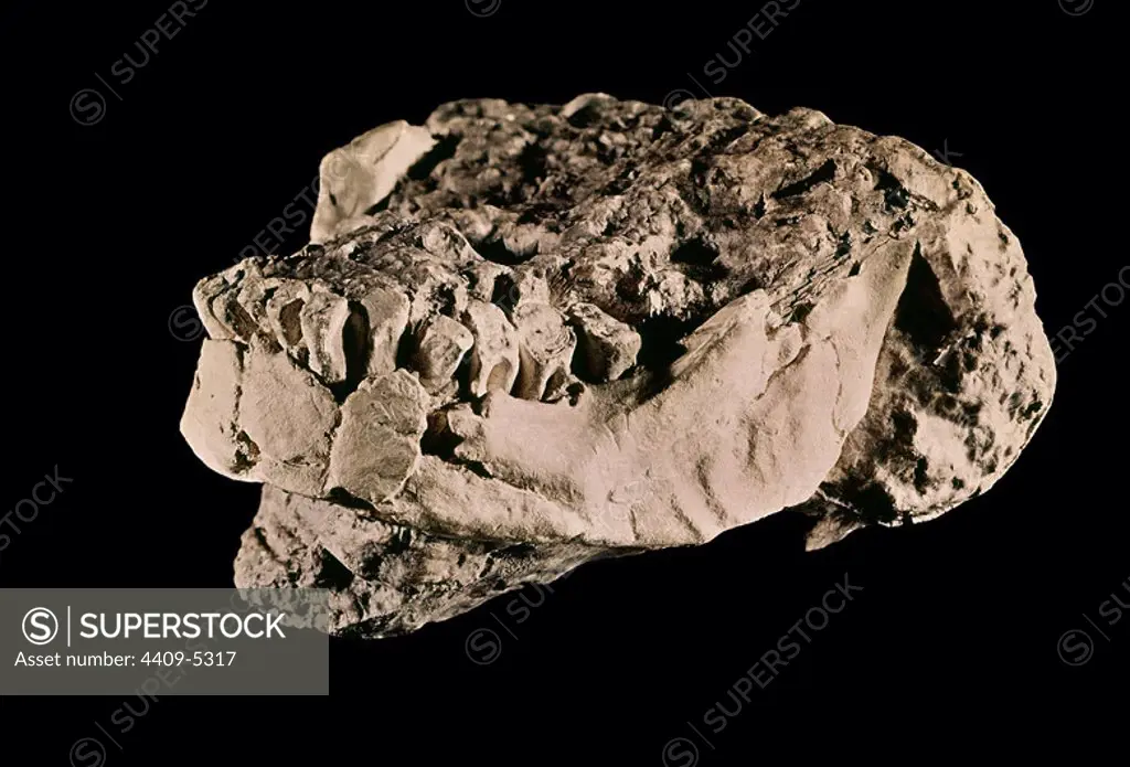 Bañolas mandible (Gerona). Neandertal man. Madrid, Ethnological Museum. Location: PRIVATE COLLECTION. BAÑOLAS.
