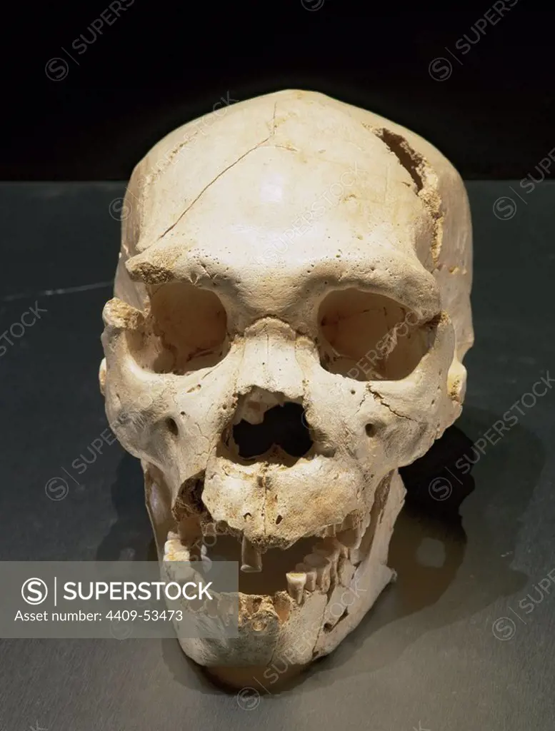 Homo heidelbergensis. Skull number 5. Discovered in the Pit of Bones Site of Atapuerca (Spain). European Middle Pleistocene. Atapuerca. Spain.