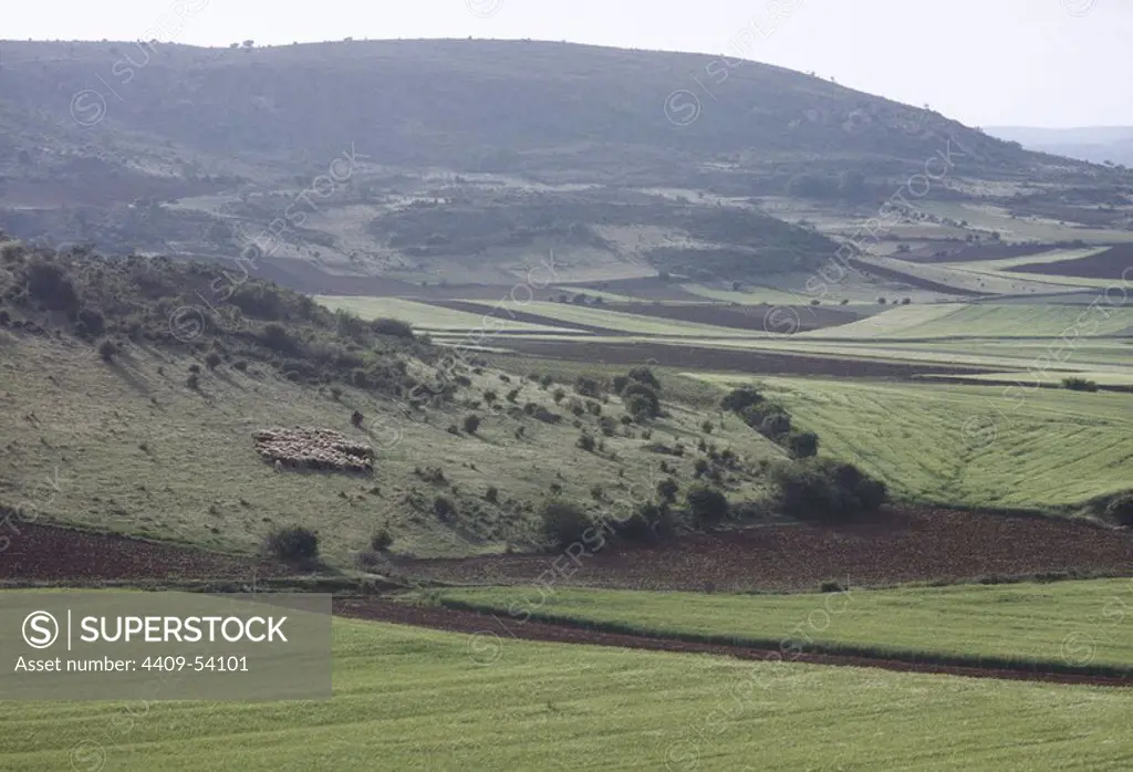 Vista de un paisaje agrícola en las cercanías de Palazuelos, con campos sembrados de cereales. Provincia de Guadalajara. Castilla-La Mancha. España.