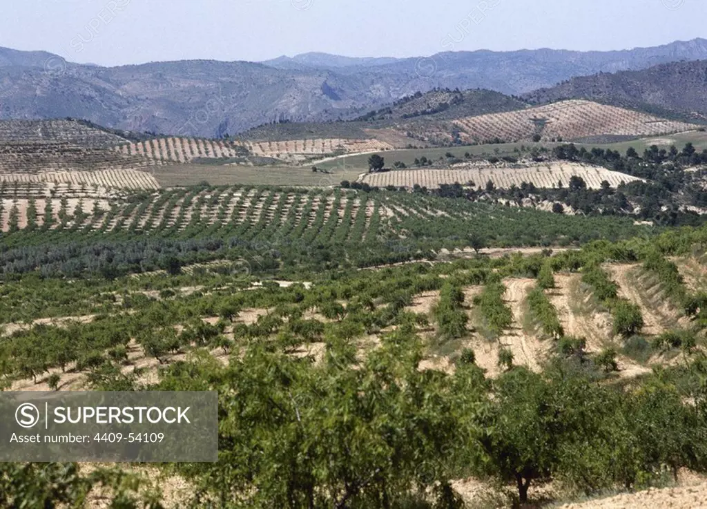 Vista de un paisaje agrícola con diferentes cultivos en los alrededores de la población de Socovos. Provincia de Albacete. Castilla-La Mancha. España.