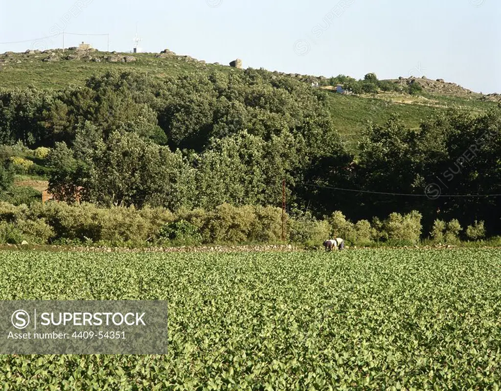 Tobacco plantation in the outskirts of the village of Jarandilla de la Vera. Extremadura, province of Caceres, Spain.