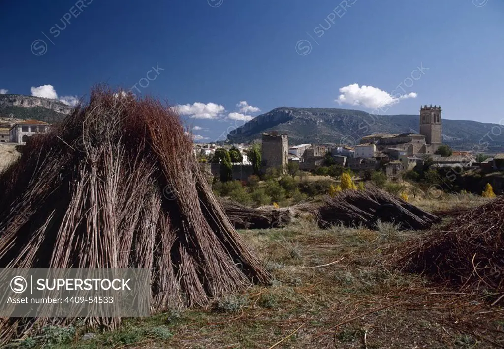 Detalle de haces de MIMBRE, con la población de Priego al fondo. Provincia de Cuenca. Castilla-La Mancha. España.