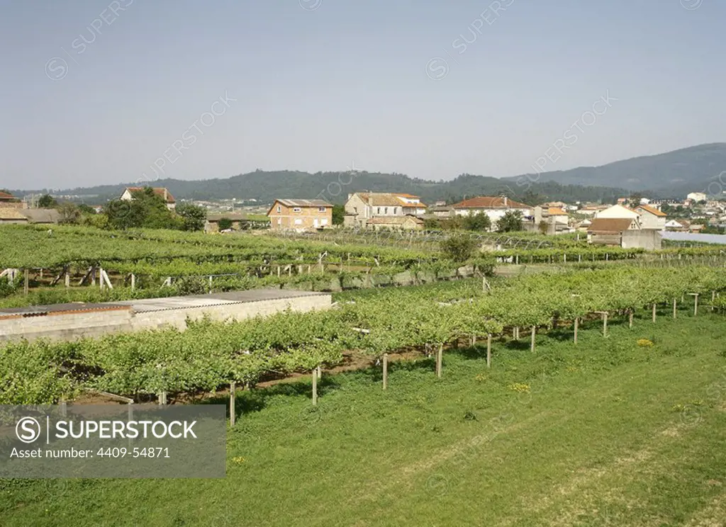 Spain, Galicia, Pontevedra province. Vineyards, near Cambados.