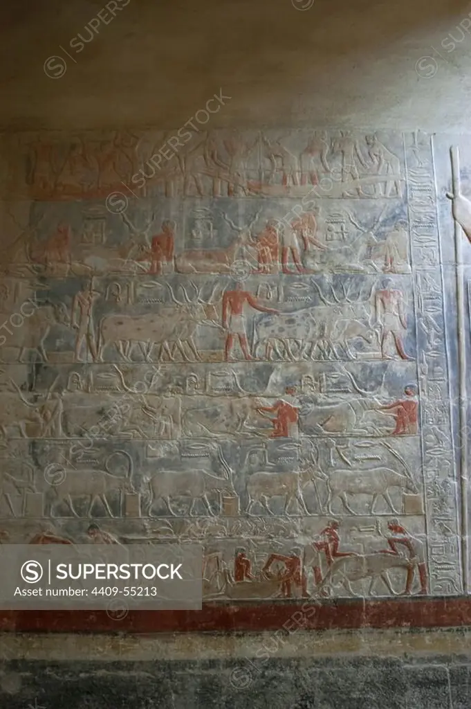 Mastaba of Mereruka. Priest of Pharaoh Teti. 6th Dynasty. Old Kingdom. Reliefs depicting daily life scenes. Saqqara. Egypt.