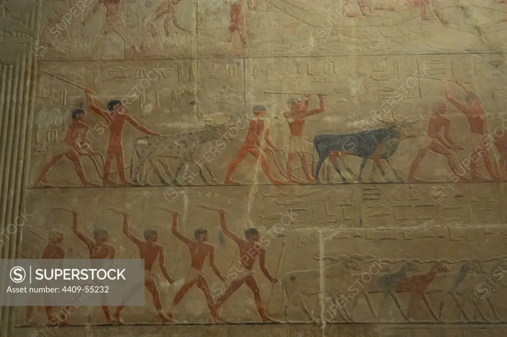 Egypt. Saqqara. Mastaba of Ti. 5th Dynasty. Relief depicting ranching scene.