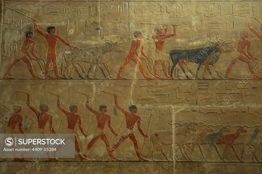 Egypt. Old Kingdom. 5th Dynasty. Mastaba of Ti. Reliefs depicting agricultural scenes. Detail. Saqqara. Lower Egytp.