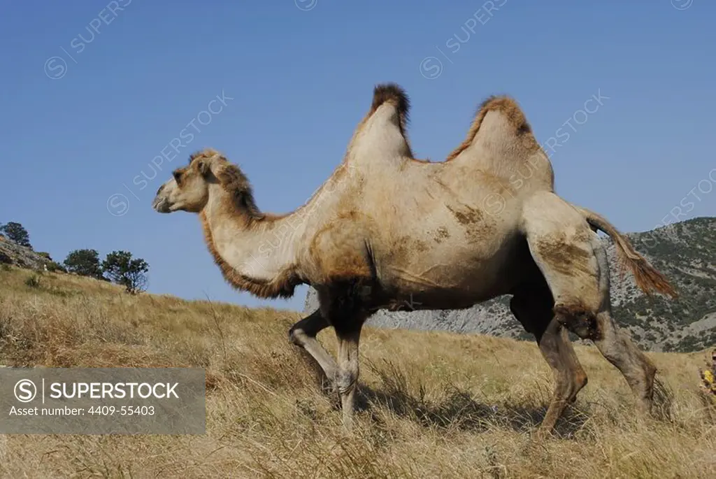 Bactrian Camel (Camelus Bactrianus). Sudak. Autonomous Republic of Crimea. Ukraine.