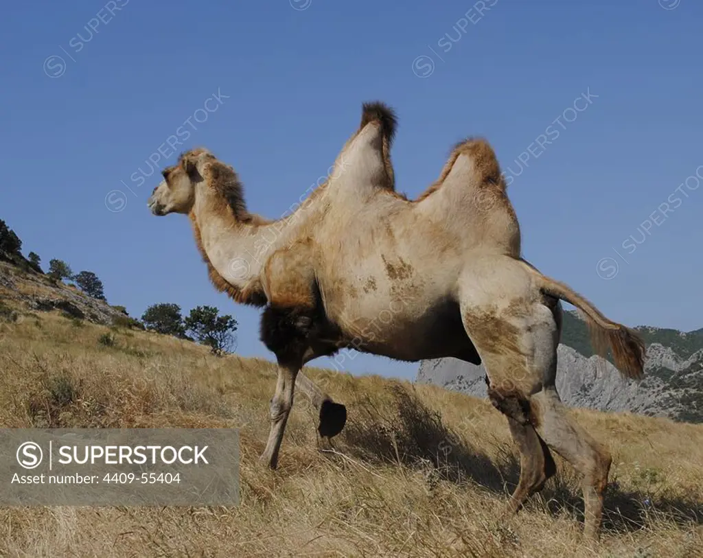 Bactrian Camel (Camelus Bactrianus). Sudak. Autonomous Republic of Crimea. Ukraine.