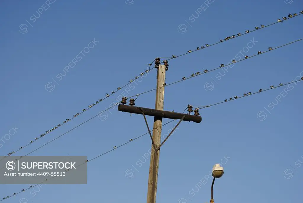 Ukraine. Autonomous Republic of Crimea. Feodosiya. Birds perched on power lines.