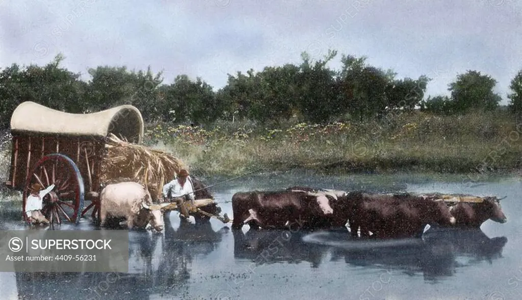 Argentina. Yoke of oxen wading a lagoon. Reproduction of a photograph in the press of the time (early twentieth century). Coloured.