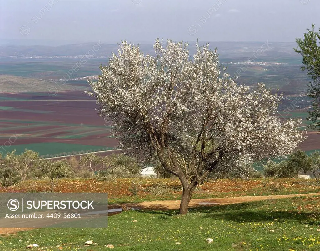 Syria. Landscape in the border area with Turkey.
