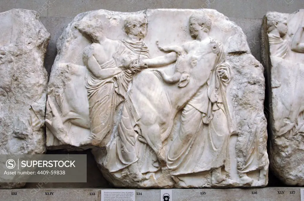 Parthenon. East side. 447-432BC. Greek Classical period. Scene form a processionof sacrificial victims. Young cow and herdsmen. British Museum. London. England. United Kingdom.