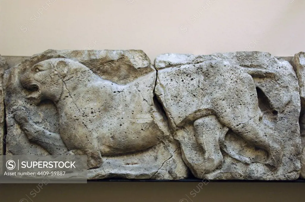 Early Classical. Late Archaic. Satyr hunting wils animals. Panther. From the animal frieze that used to run around the top of the podium suporting Building G. Acropolis Xanthos. Lycia. Turkey. Made during the reigh of King Kuprlli (480-440BC). British Museum. London. England. United Kingdom.